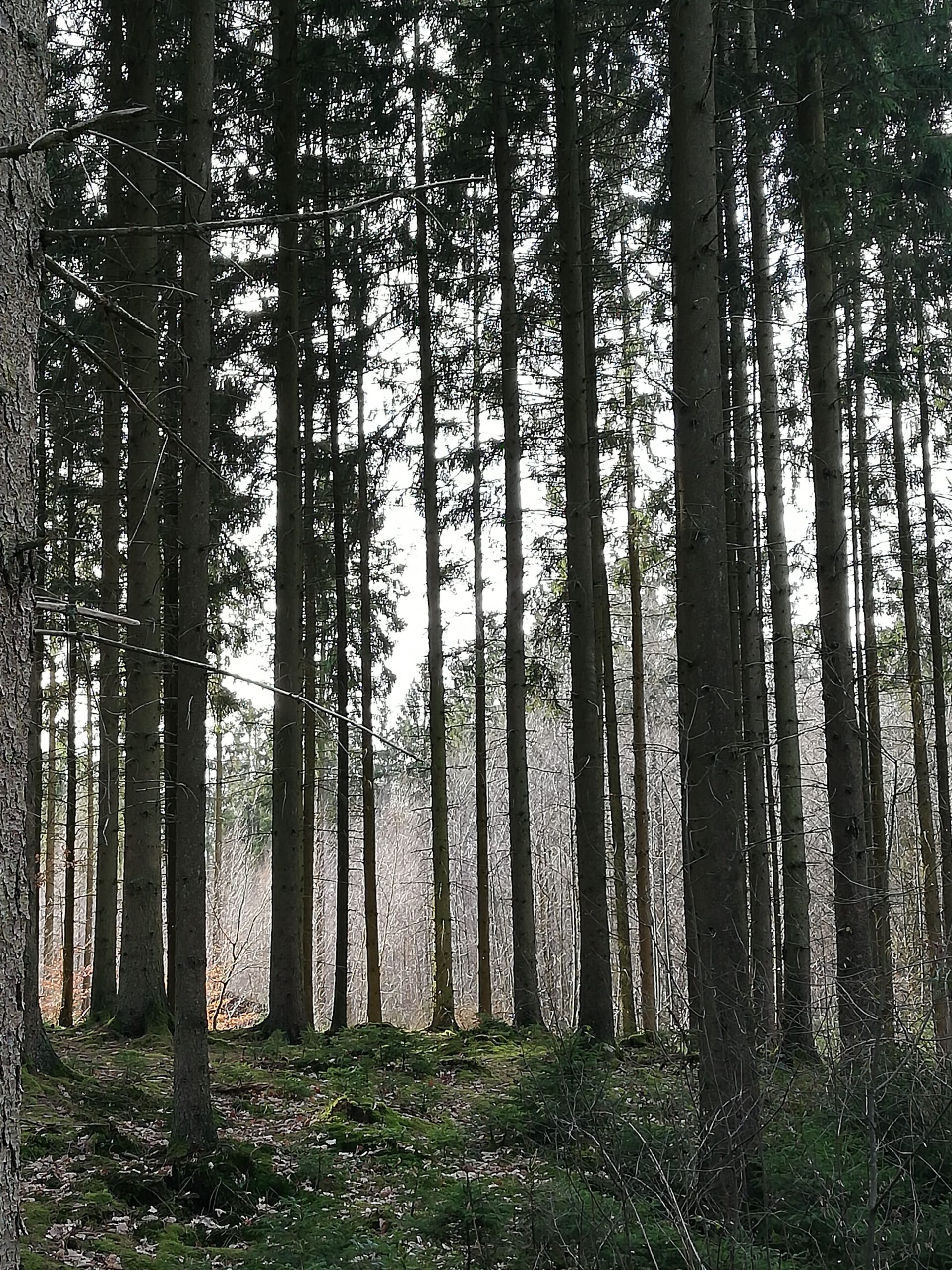 Ein Wald mit hohen Tannen